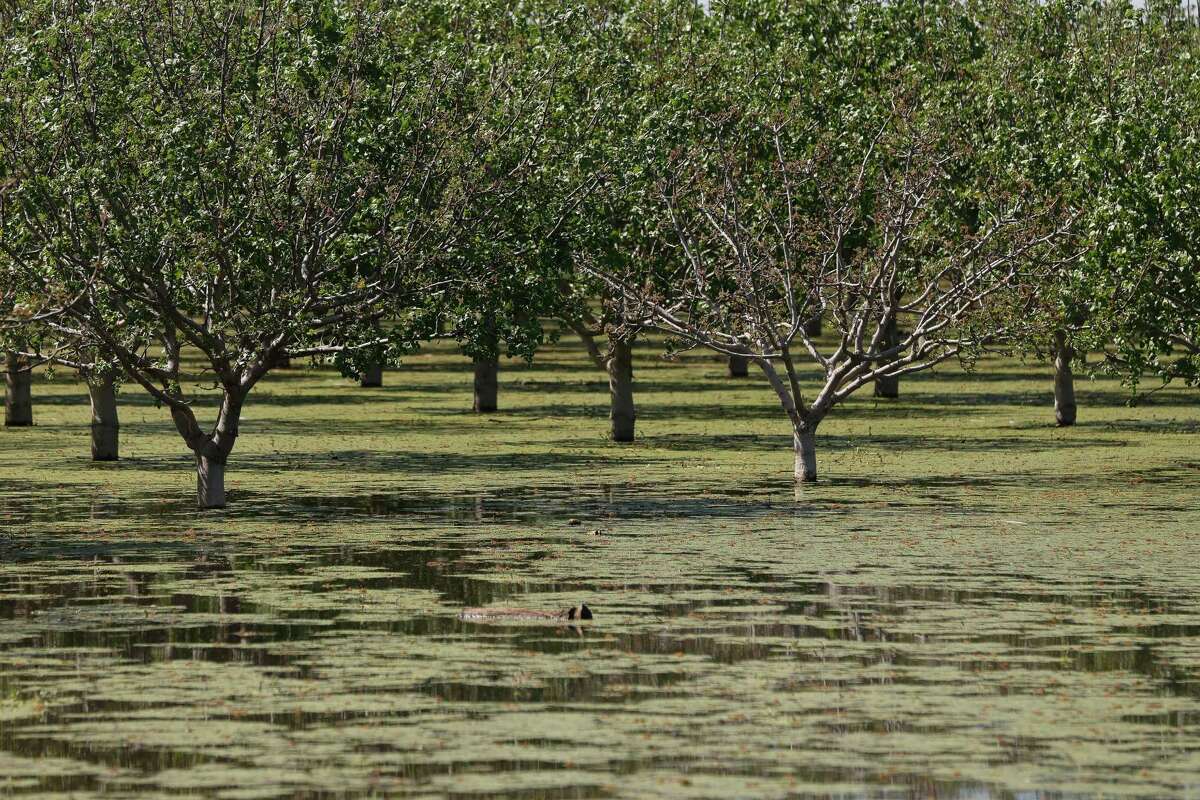 4月28日，科科伦附近汉森牧场的开心果树从淹水的田地中升起。