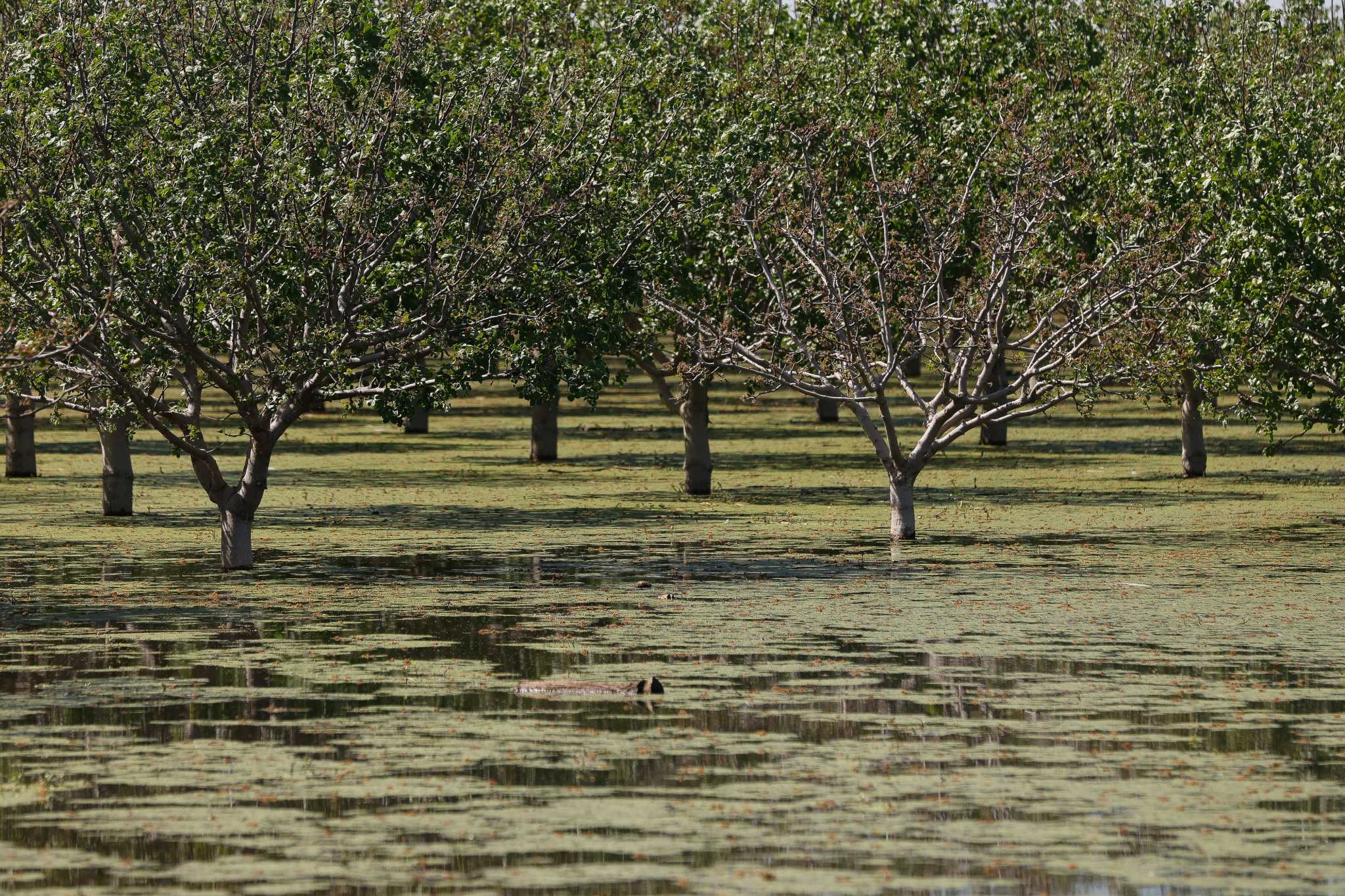 California flooding is impacting farms and food prices. Here's how - Vimarsana News
