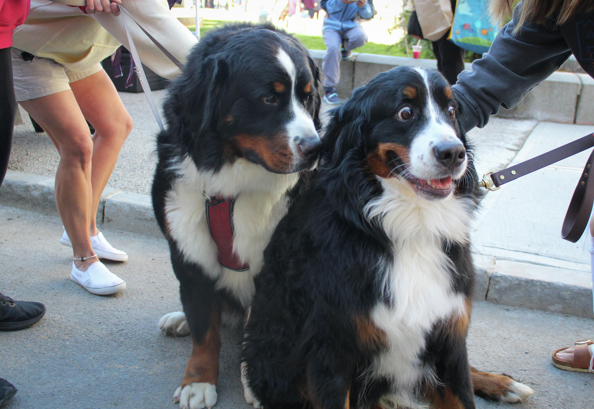 are dogs allowed in the farmers market