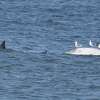 在雷耶斯岬国家海岸附近，鲨鱼正在吞食鲸鱼尸体。gydF4y2Ba