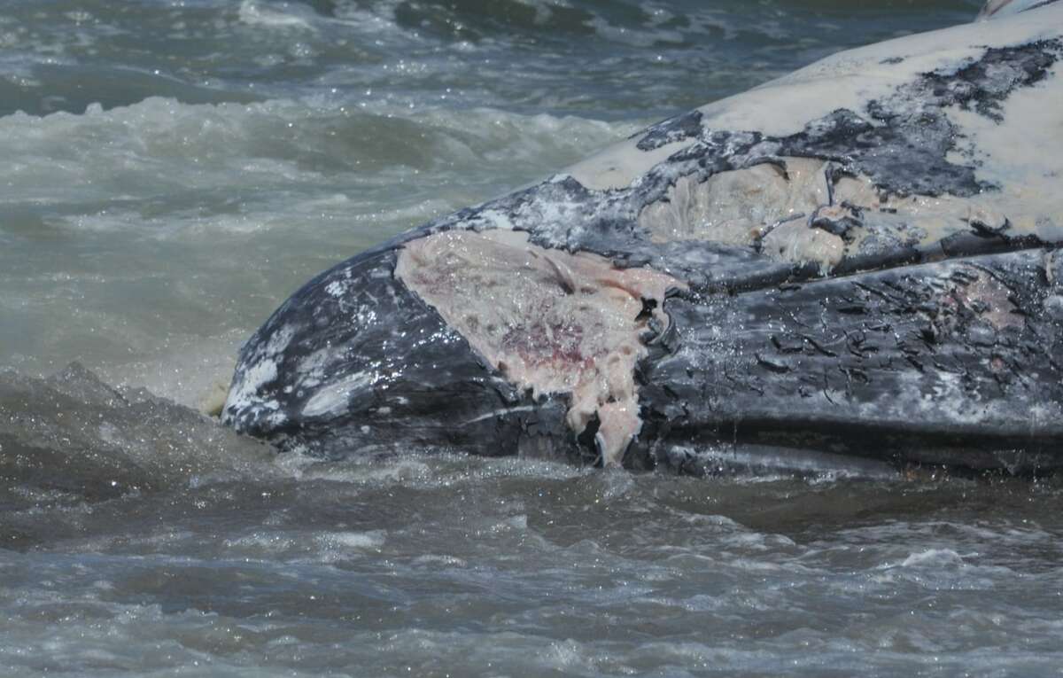 sharks eating whale on beach