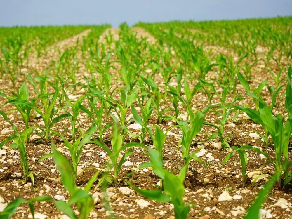Illinois corn, soybean planting ahead of schedule