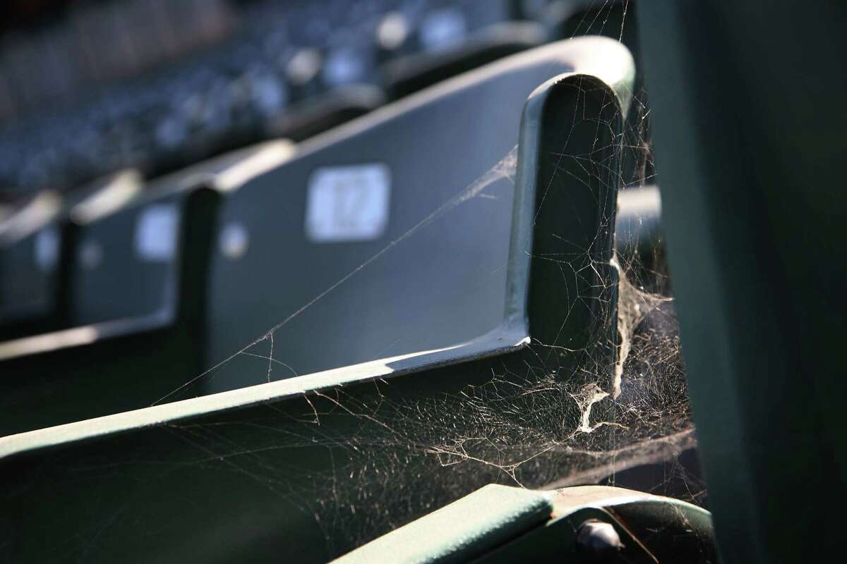 2020年7月9日，奥克兰体育馆练习时，看台上的座位之间形成了蜘蛛网。