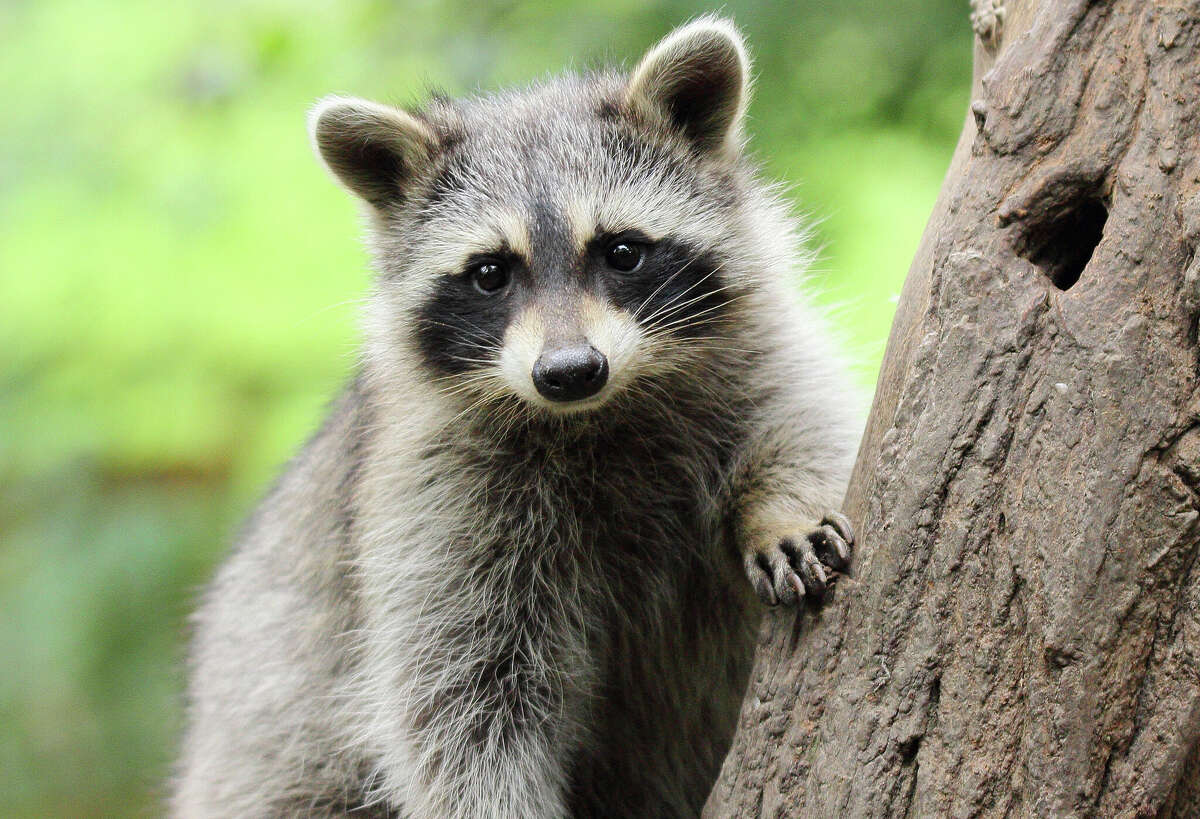 Three raccoons take over the classrooms of a Texas high school
