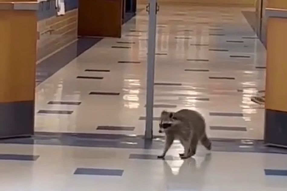 Three Raccoons Take Over The Classrooms Of A Texas High School