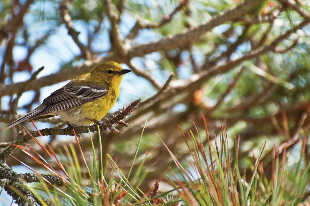 Houston Zoo holds event to save Texas migrating birds amid peak season