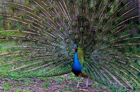 City Council Seeks Protections For Peacocks, Exotic Birds