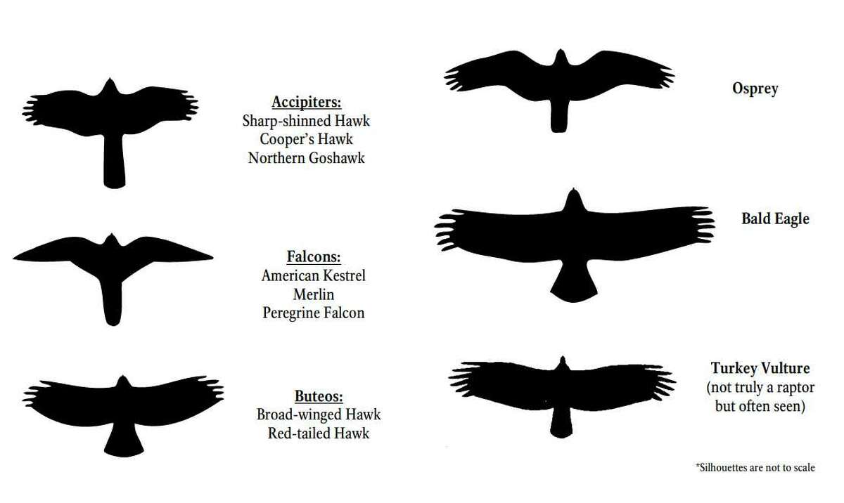 How to identify hawks, eagles and other raptors in Michigan