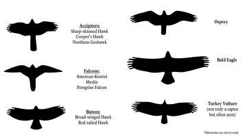 How to identify hawks, eagles and other raptors in Michigan