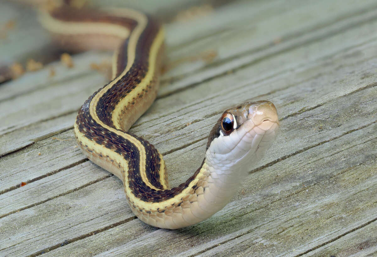 Colorado mom buys first home and finds snakes living in the walls