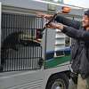 Beaumont Animal Care Officer Taijh Thibodeaux rescues a 6-foot alligator from downtown Beaumont Tuesday morning.