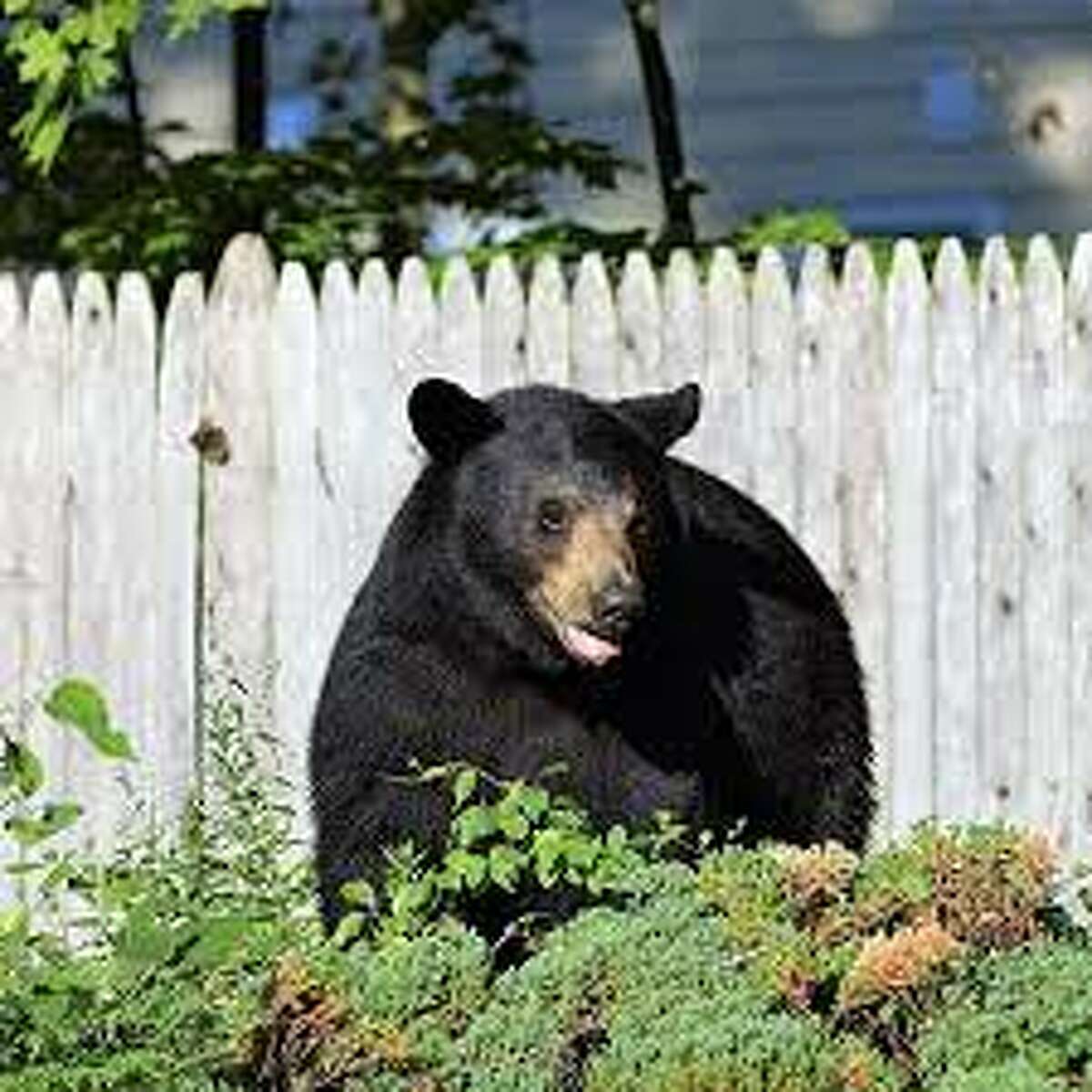 Bear sighting in Fairfield prompts police warning