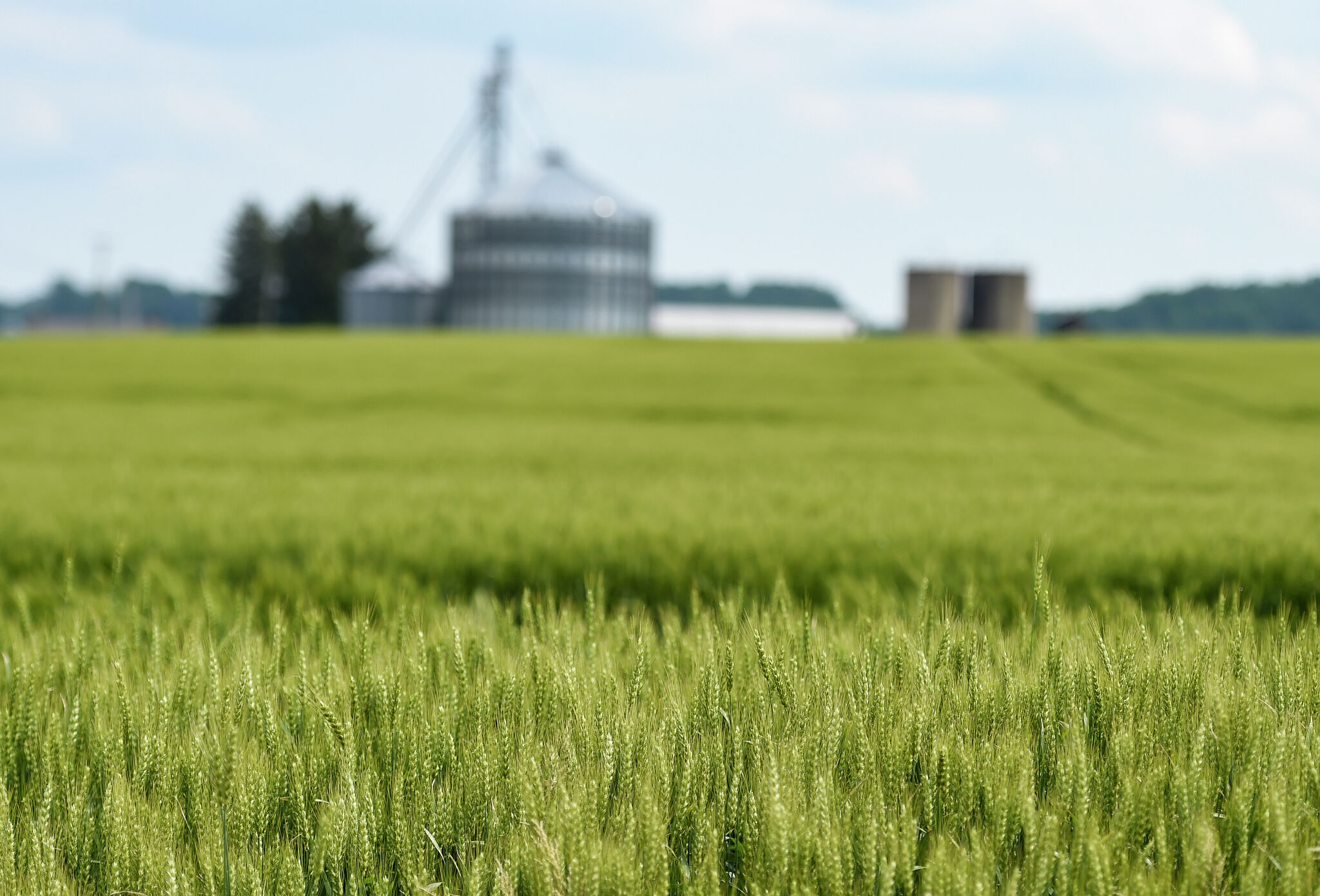 National and Michigan Wheat Yield Contest sign up deadline is May 15 - Vimarsana News