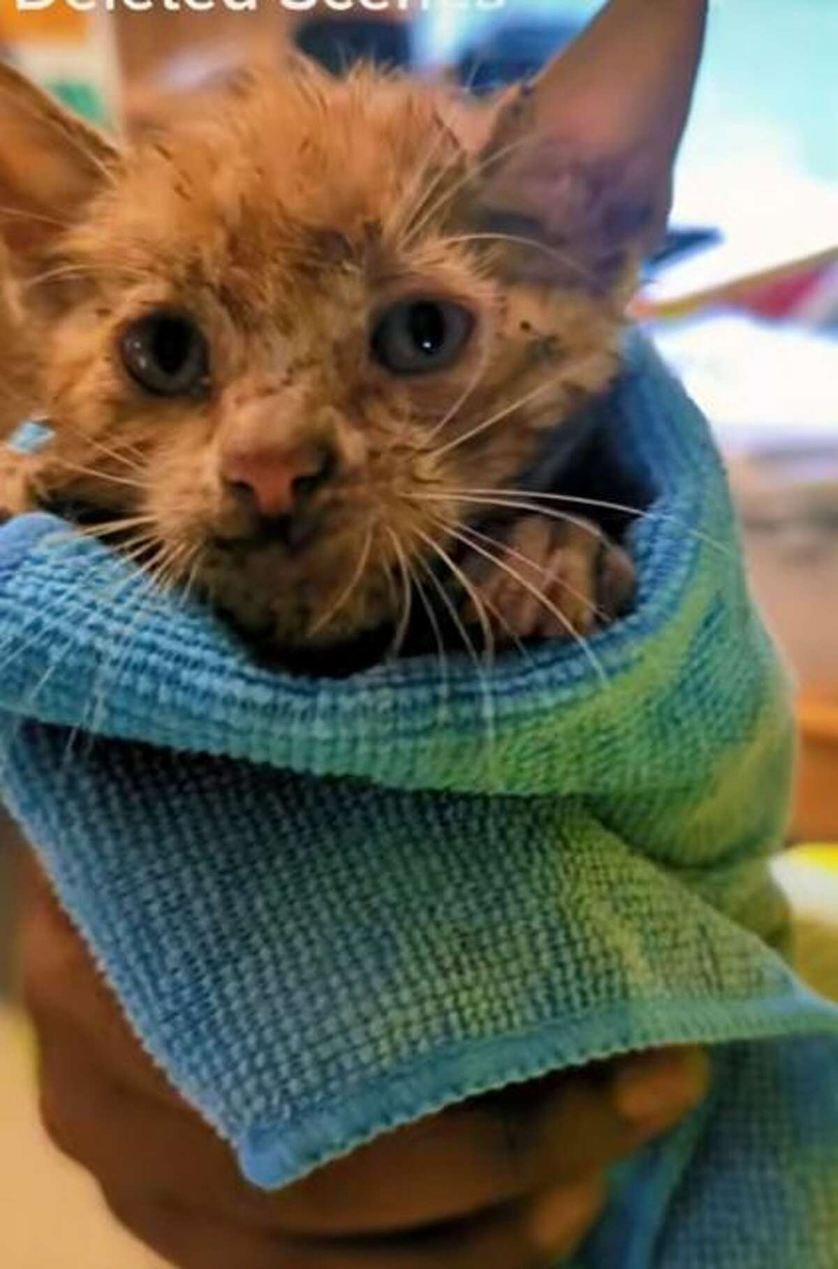 Kyle Norton, a project manager from Cheshire, rescued a stray orange kitten last September.