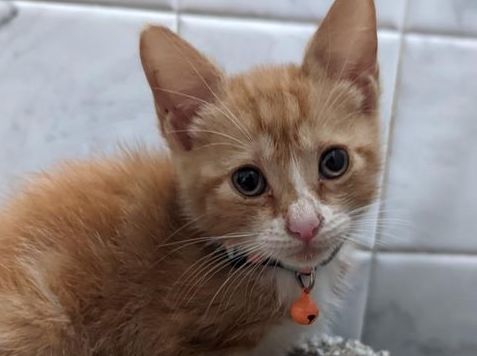 Stray cat saved from drowning in barrel is now part of CT family