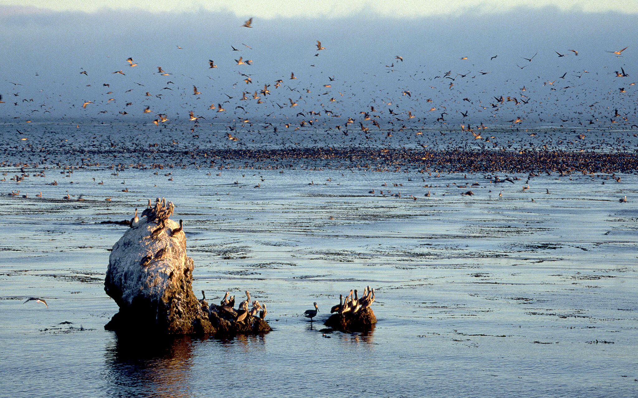 On This Day In History: The Bird Dies