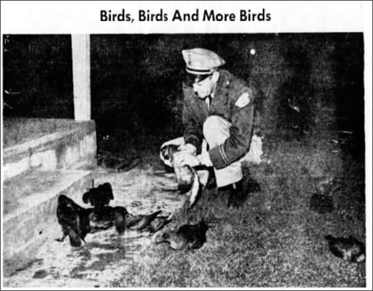 From a newspaper clipping in the Santa Cruz Sentinel on August 18, 1961: “Bud Murray, deputy sheriff, tries to figure out the mystery of the seabird invasion early this morning along East Cliff Drive.”