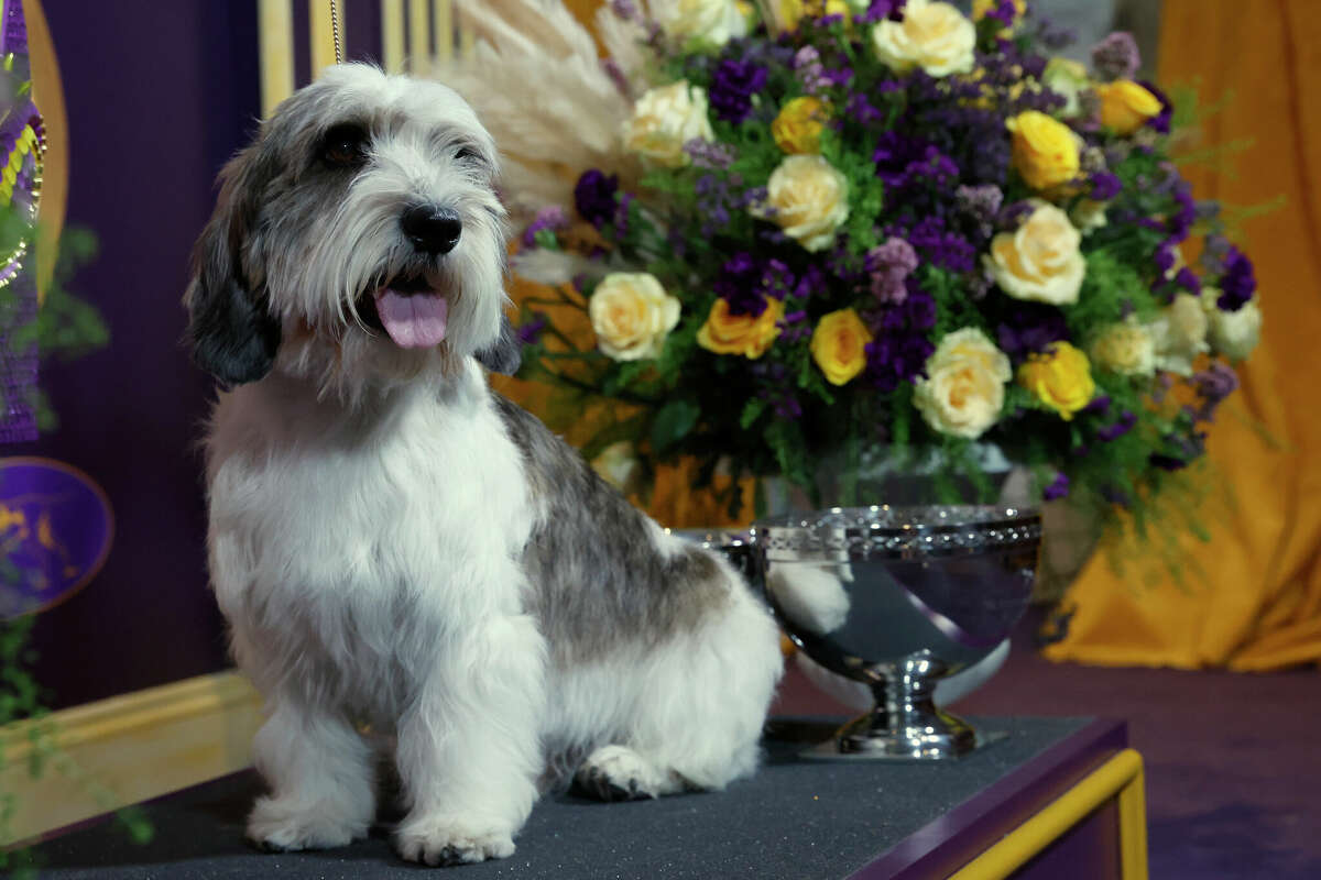 Buddy Holly, the petit basset griffon Vendéen, winner of the hound group, wins Best in Show at the 147th Annual Westminster Kennel Club dog show on May 9, 2023, at Arthur Ashe Stadium in New York City.