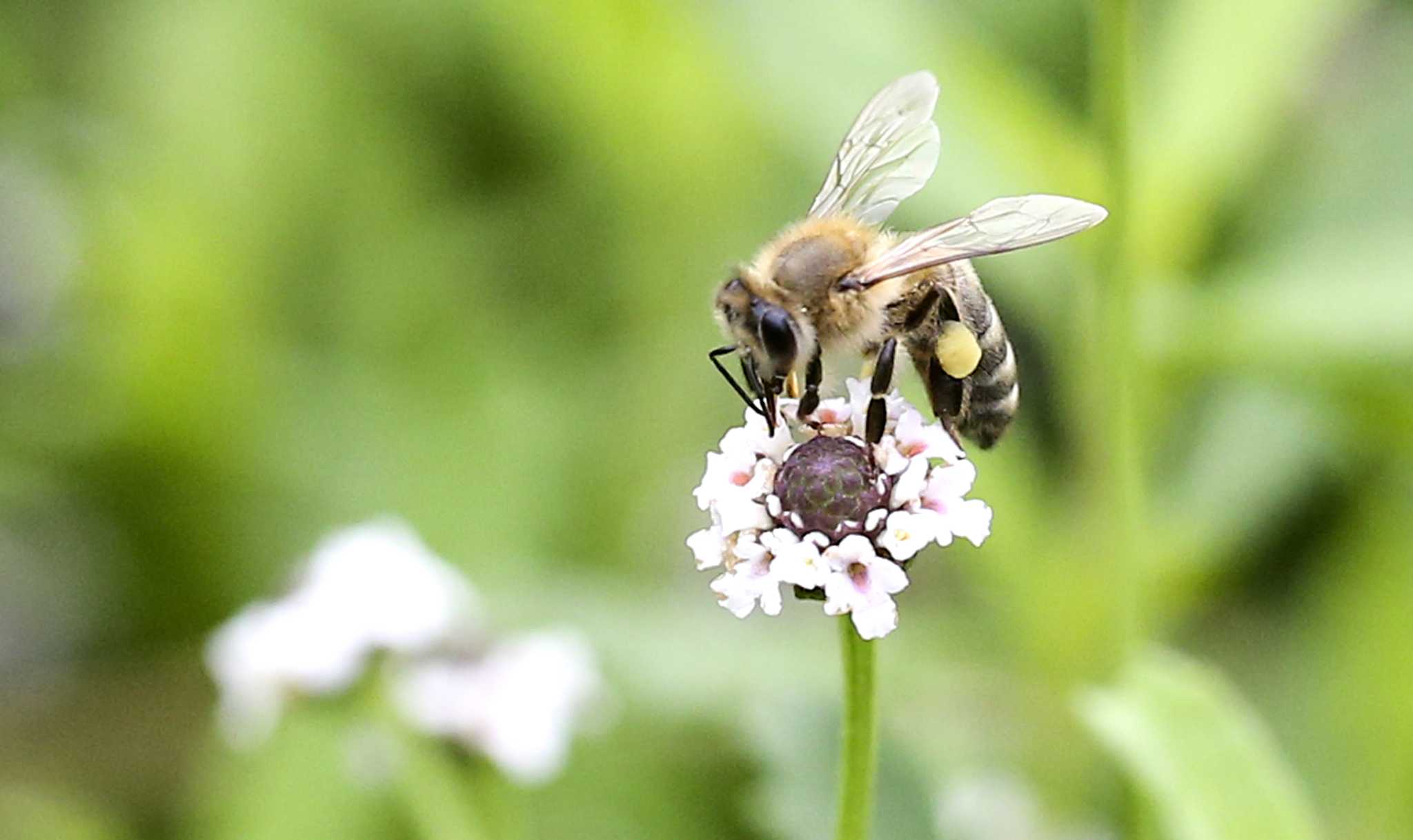 Here's how to attract pollinators to your Houston garden