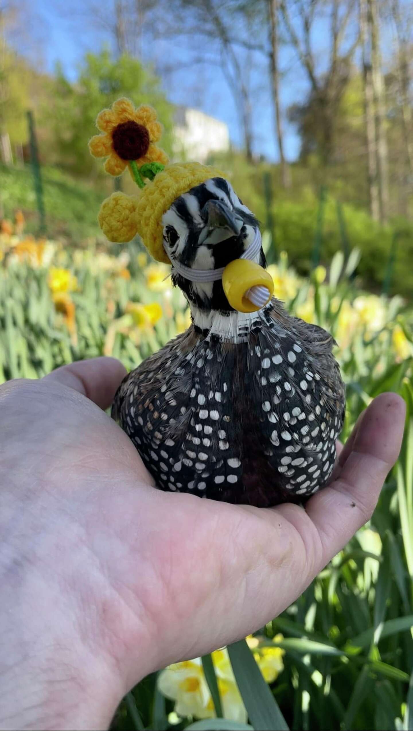 New Milford, CT farmer's hatwearing pet quails are TikTok stars