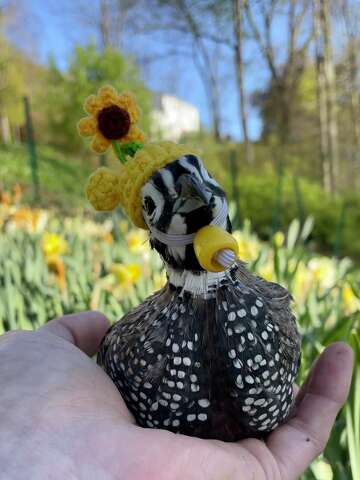 New Milford, CT farmer's hat-wearing pet quails are TikTok stars