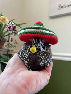 New Milford, CT farmer's hat-wearing pet quails are TikTok stars