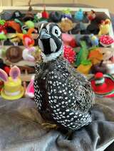 New Milford, CT farmer's hat-wearing pet quails are TikTok stars
