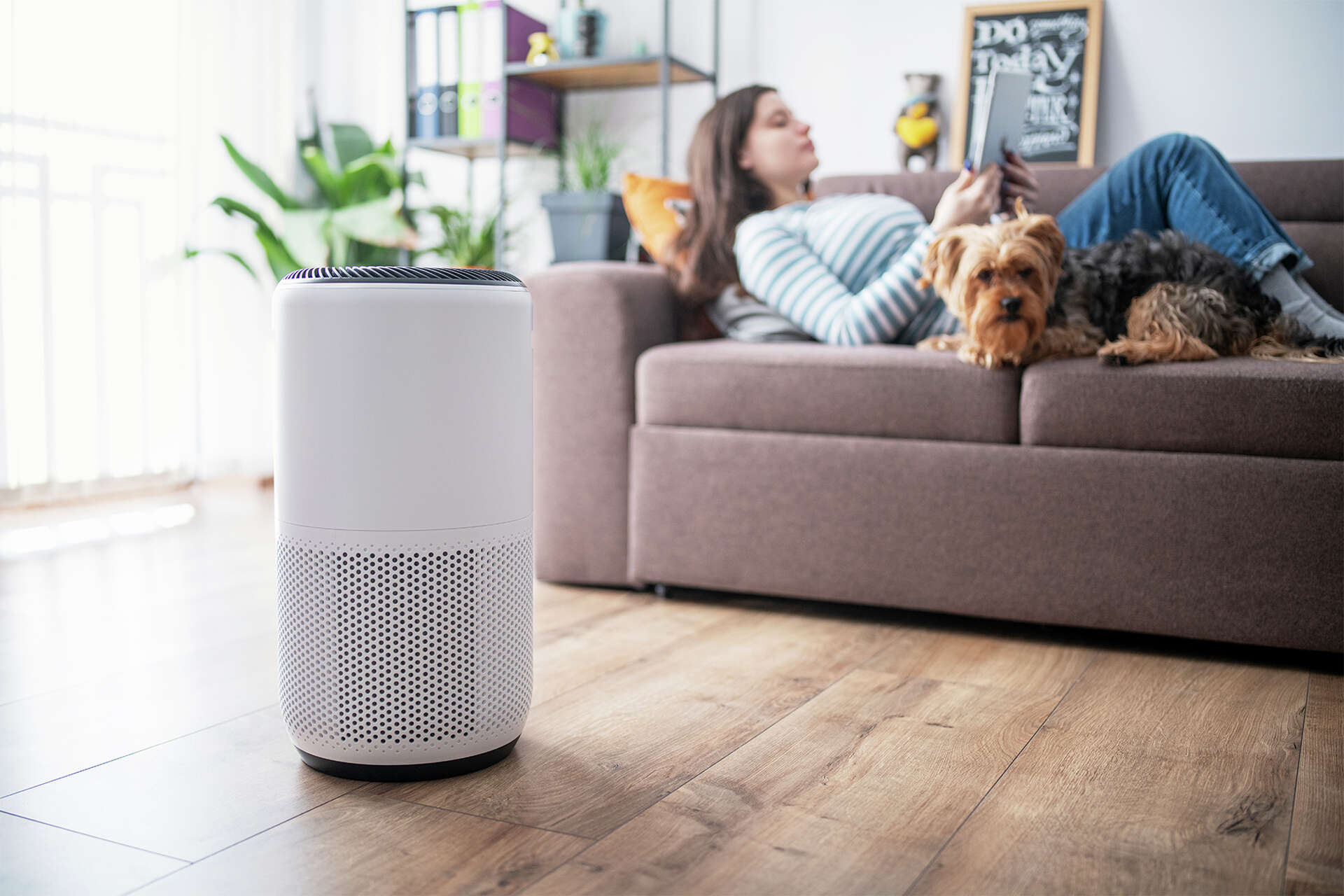 Air purifier vs humidifier Which is best for seasonal allergies