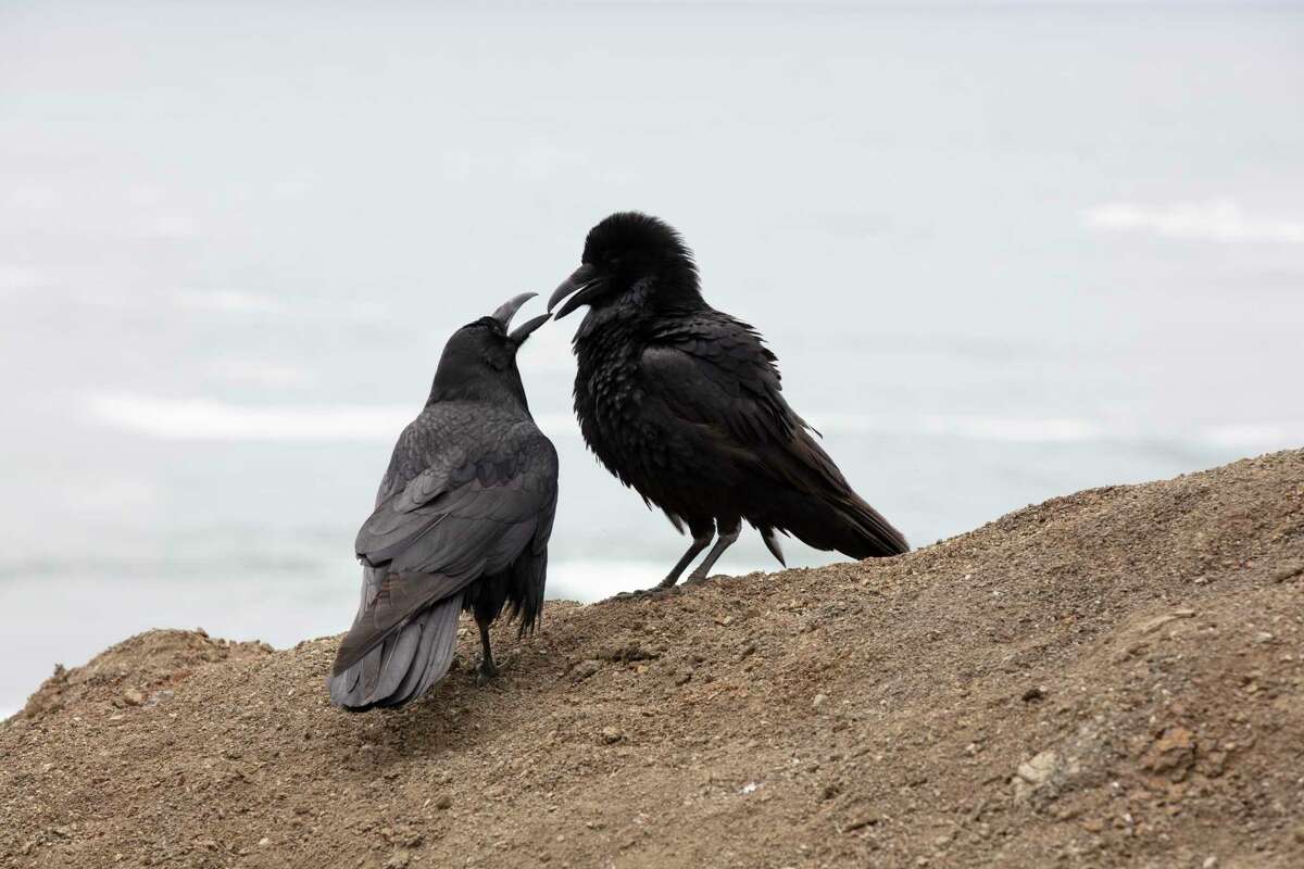 During public comment at a May 2 Half Moon Bay City Council meeting, several speakers said the feeding of crows and ravens has led to those birds harassing other birds, to a loss of raptors in the coastal bluff area, and to increased competition for food and habitat. 