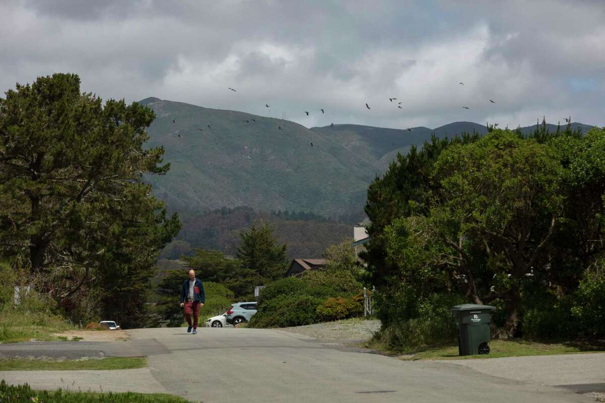 Birds fly over a neighborhood in Half Moon Bay. City officials acknowledge its wildlife-feeding ban is aimed at putting some teeth into efforts, futile so far, to halt rampant bird feeding by just a few individuals at most.