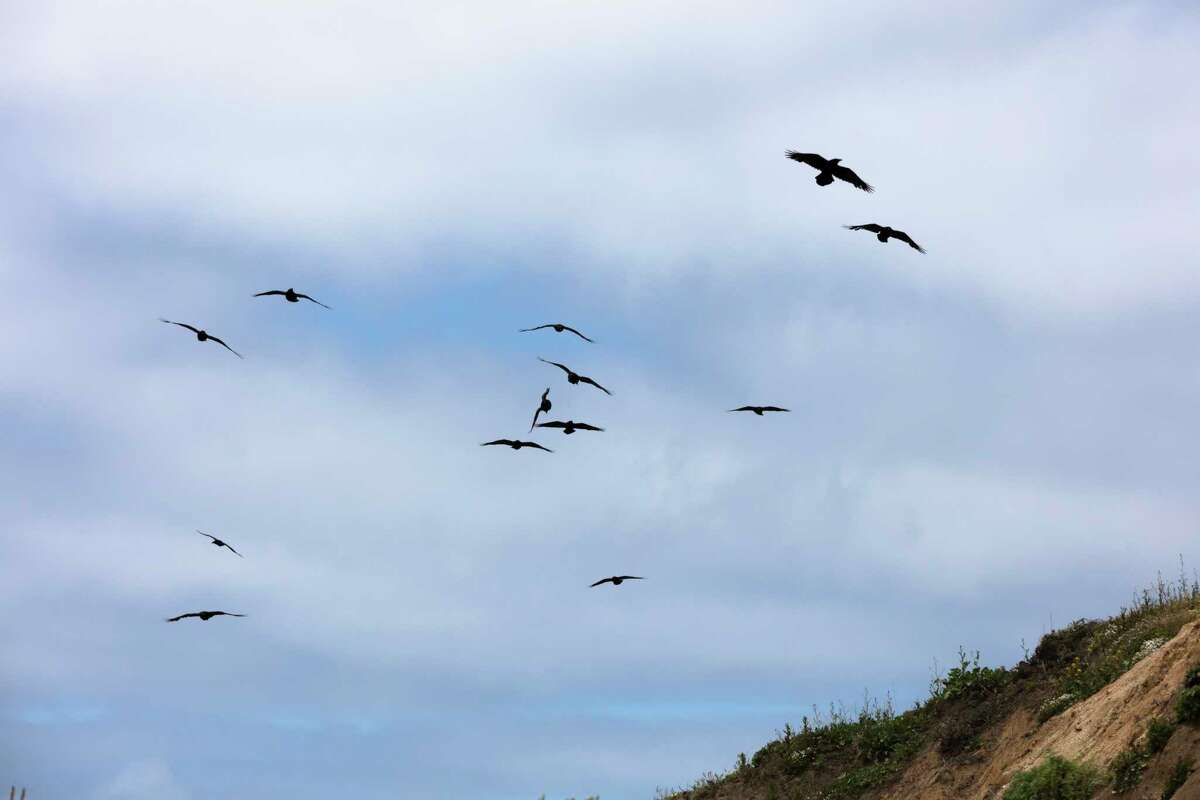 Birds fly over Half Moon Bay on Wednesday. 