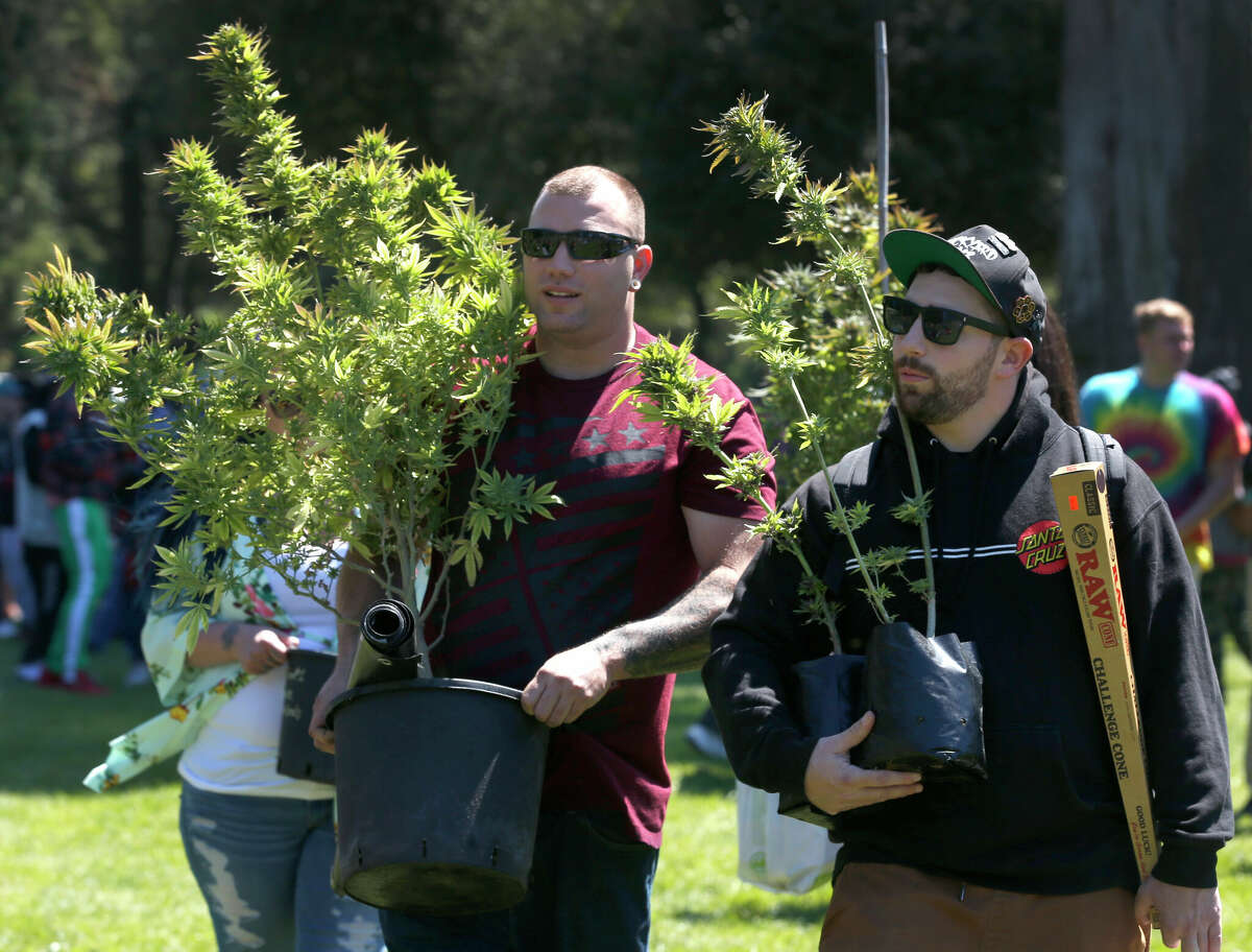 Nick Daniels, left, and Tony Spinello carry mature marijuana plants to the annual 20.04 Cannabis Celebration at Golden Gate Park in San Francisco, California, on Friday, April 20, 2018. 