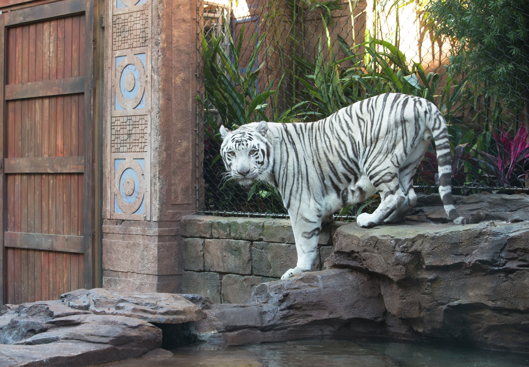 Tigers At The Houston Downtown Aquarium