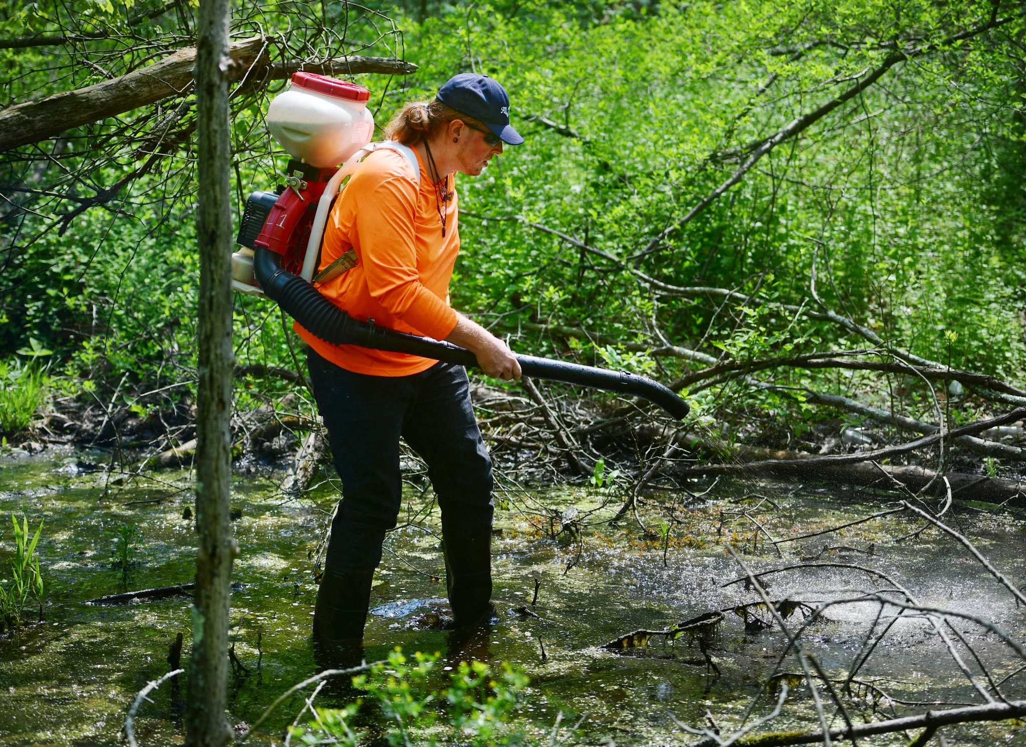 Milford health officials try to prevent mosquito issues - Vimarsana News