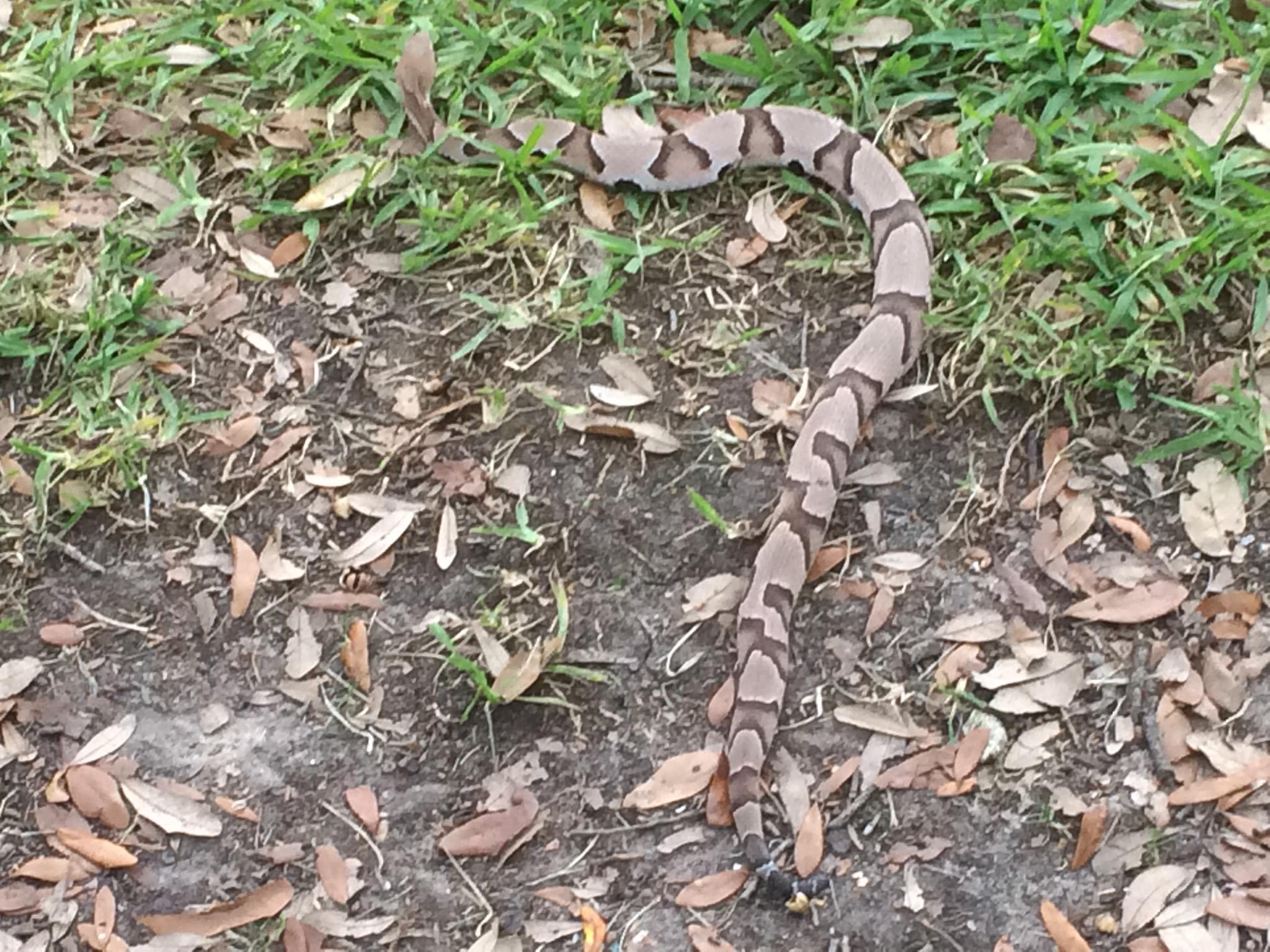 Snake catcher finds poisonous snake under trash bin - Good Morning America