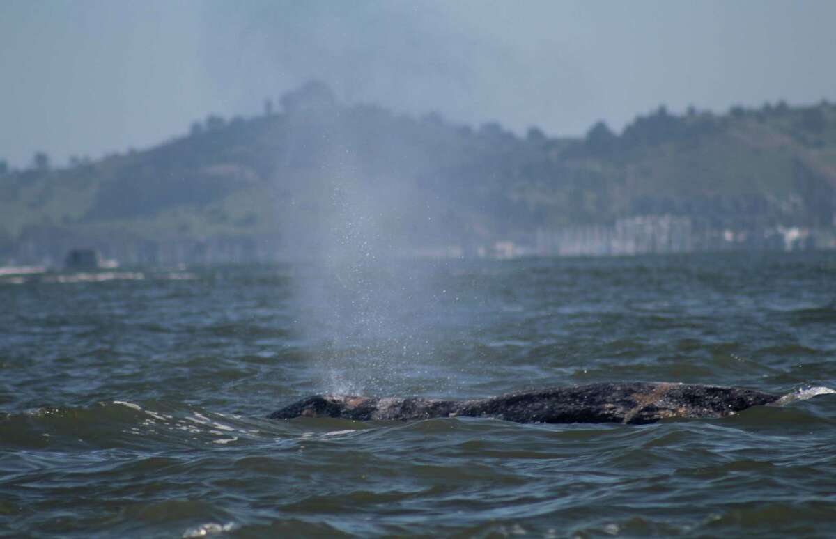 这头灰鲸于4月10日被拍到，它在旧金山湾破纪录地呆了75天，最后死于明显的船只撞击。