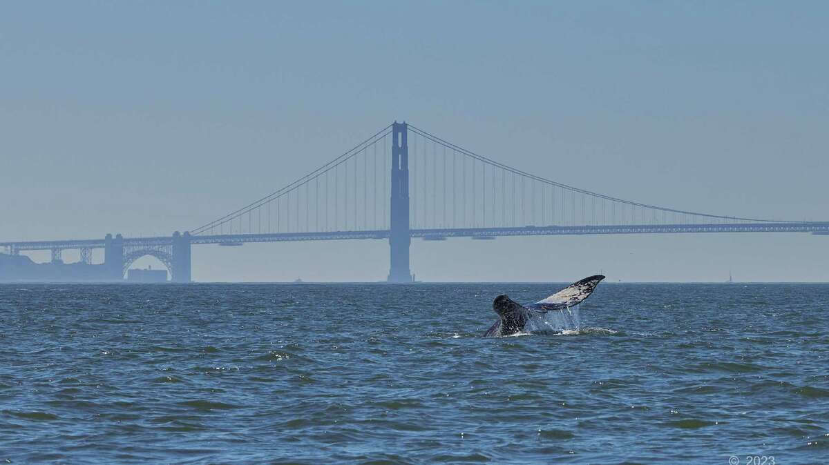 一只灰鲸于2月9日首次在旧金山湾被发现，它在海湾里呆了创纪录的天数，上周死亡并被冲上雷耶斯角附近。