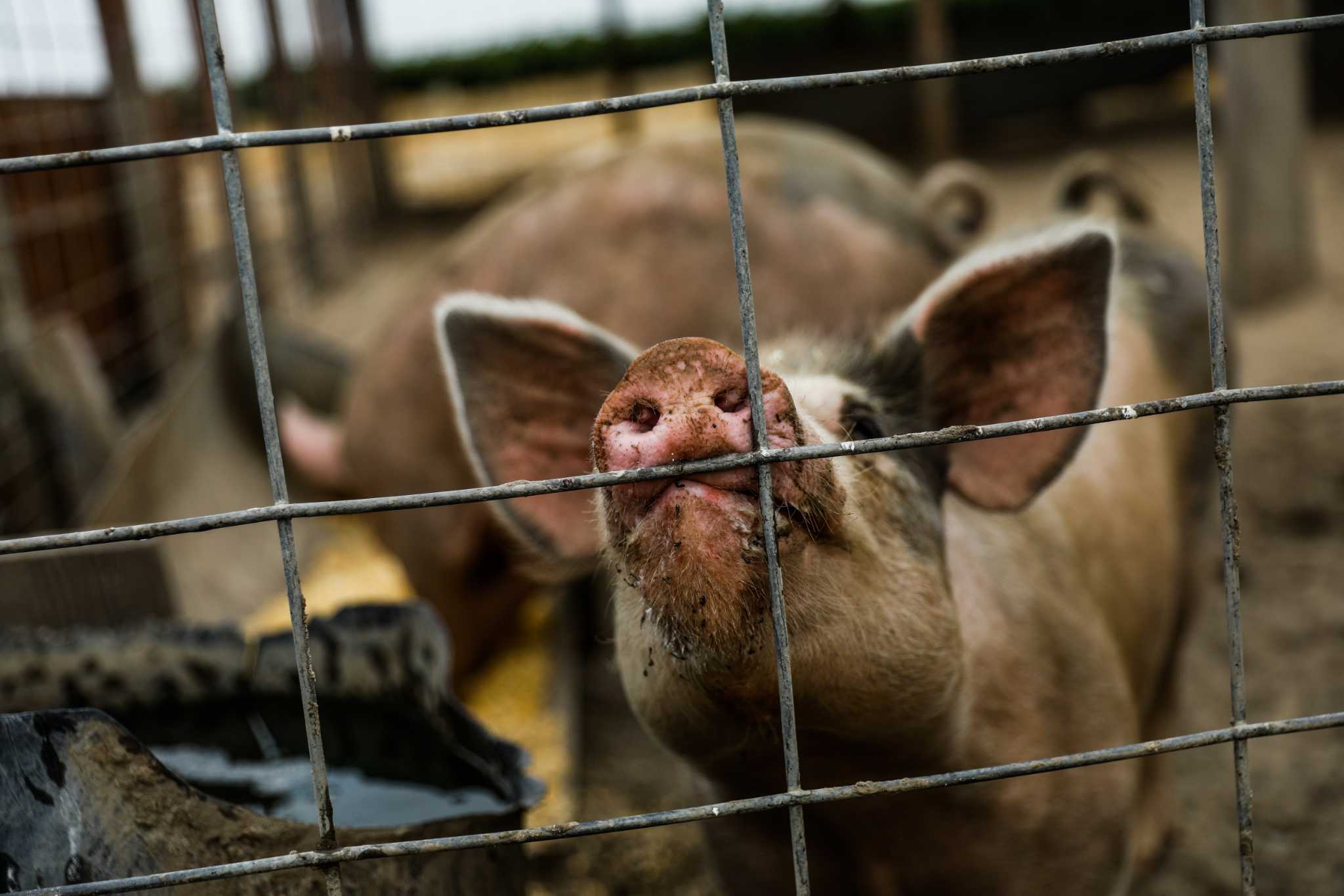 Supreme Court upholds California law limiting pig confinement for pork