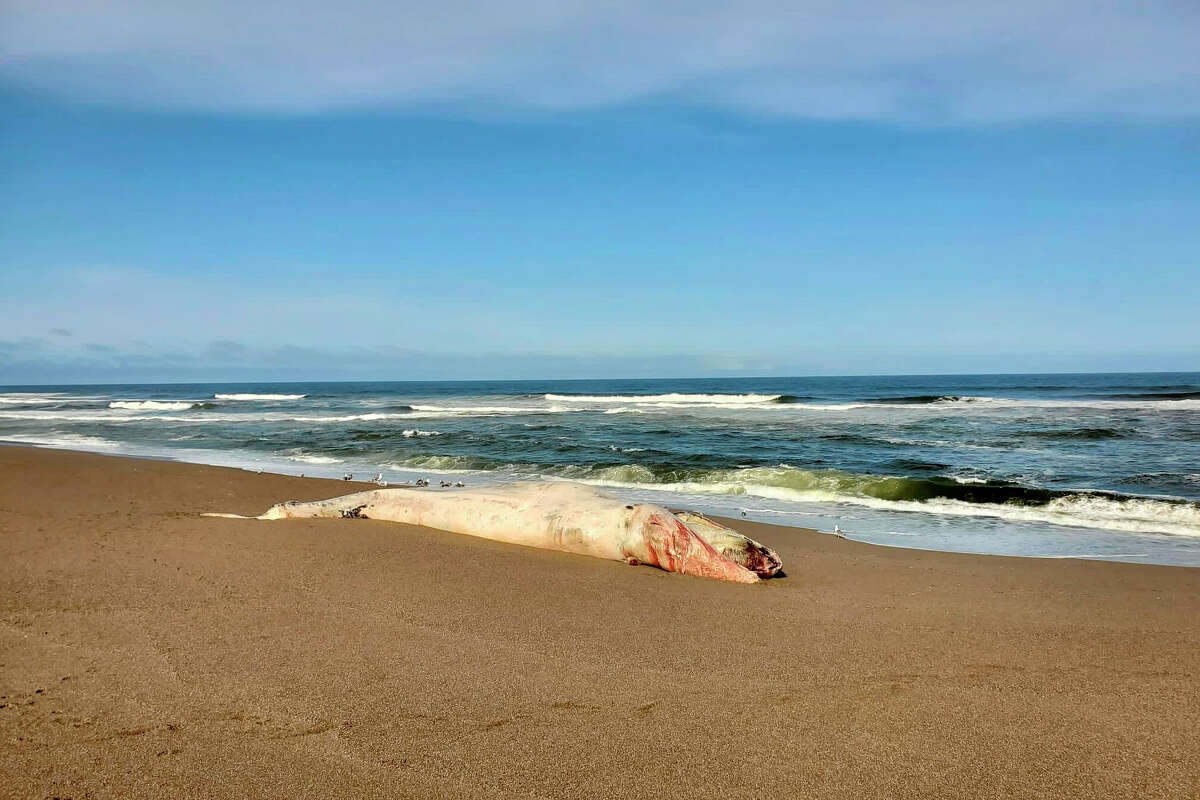 海洋哺乳动物中心的专家和他们在加州科学院的合作伙伴认为，这头39英尺长的成年雄性灰鲸在旧金山湾度过了创纪录的天数，最终于5月7日在雷耶斯角北海滩被冲上岸，可能是由于船只撞击造成的创伤而死亡。