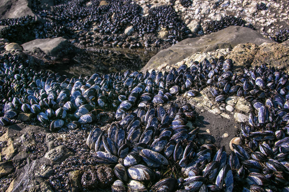 A rock covered in mussels at Gaviota State Beach is exposed at low tide on February 16, 2015, near Santa Barbara, California.