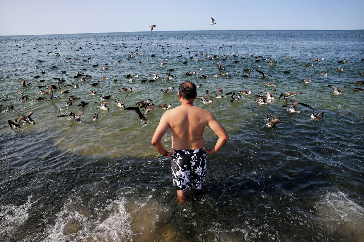 FILE: A beach goer watches a swarm of Shearwaters feeding on a school of Peanut Bunker at Race Point Beach in Provincetown, MA on Aug. 24, 2017.