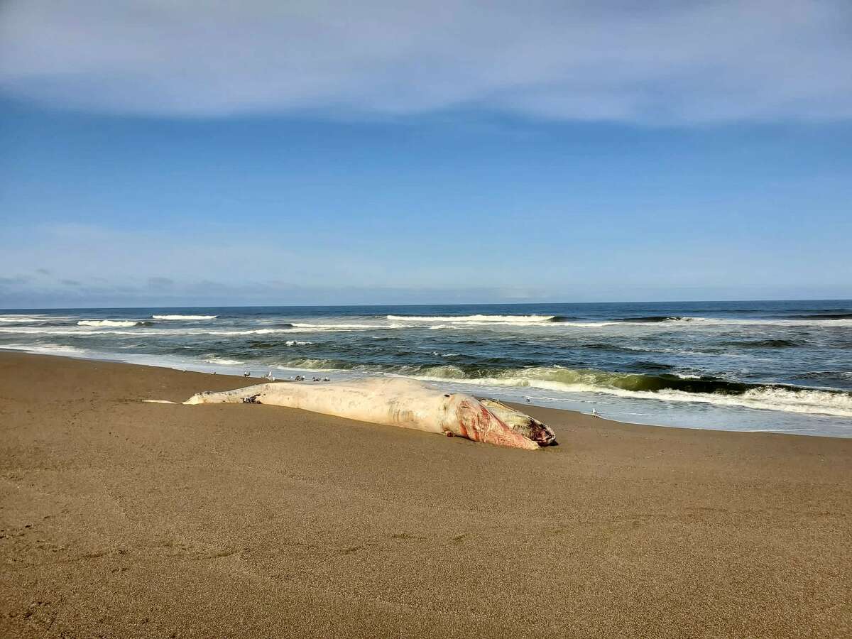 Gray whale that spent record-setting 75 days in SF Bay dies