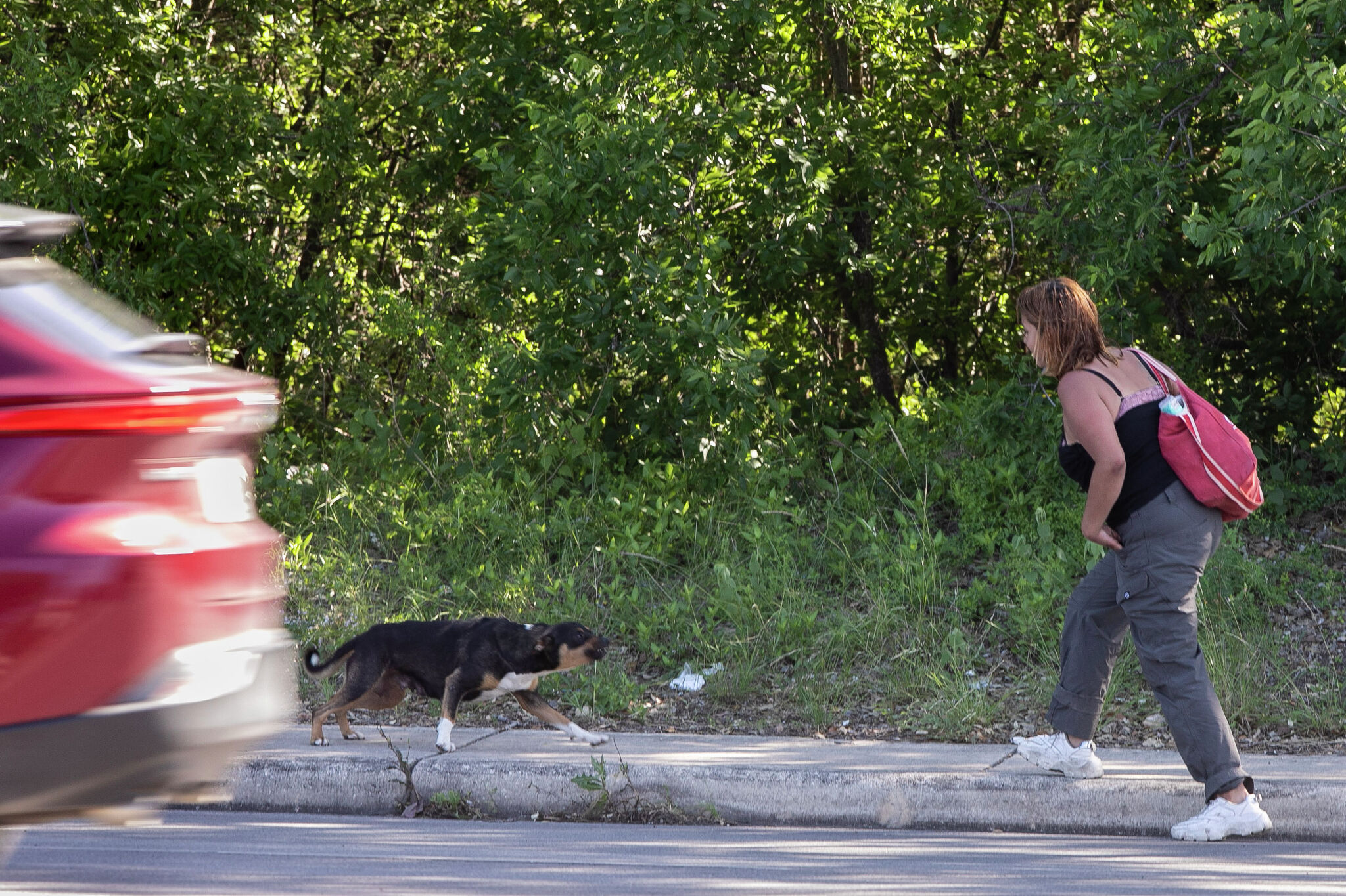 Vicious dogs killed a man and caused a pregnant woman to be hit by car - Vimarsana News