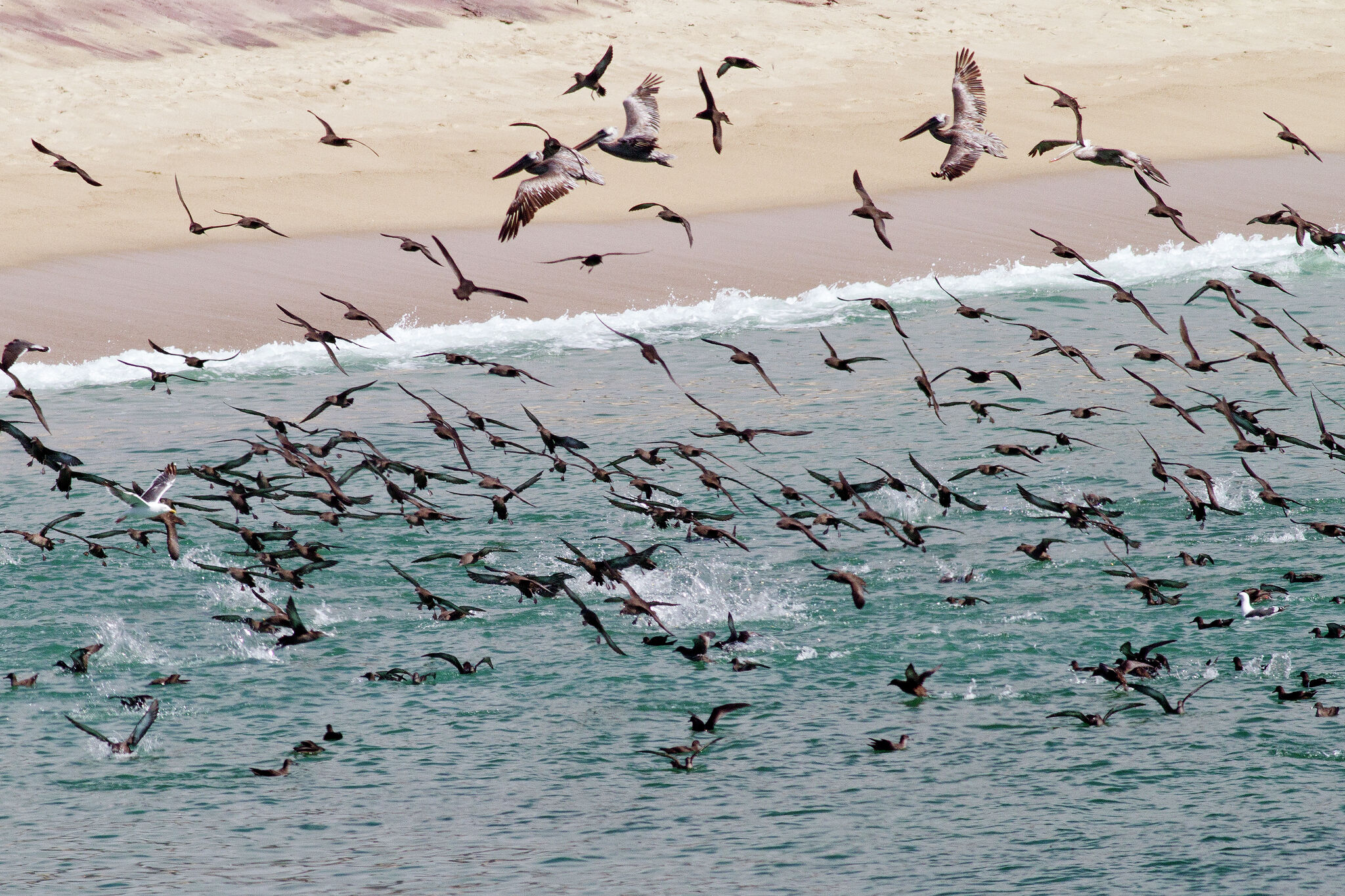 The strange day thousands of dead birds fell on a California town