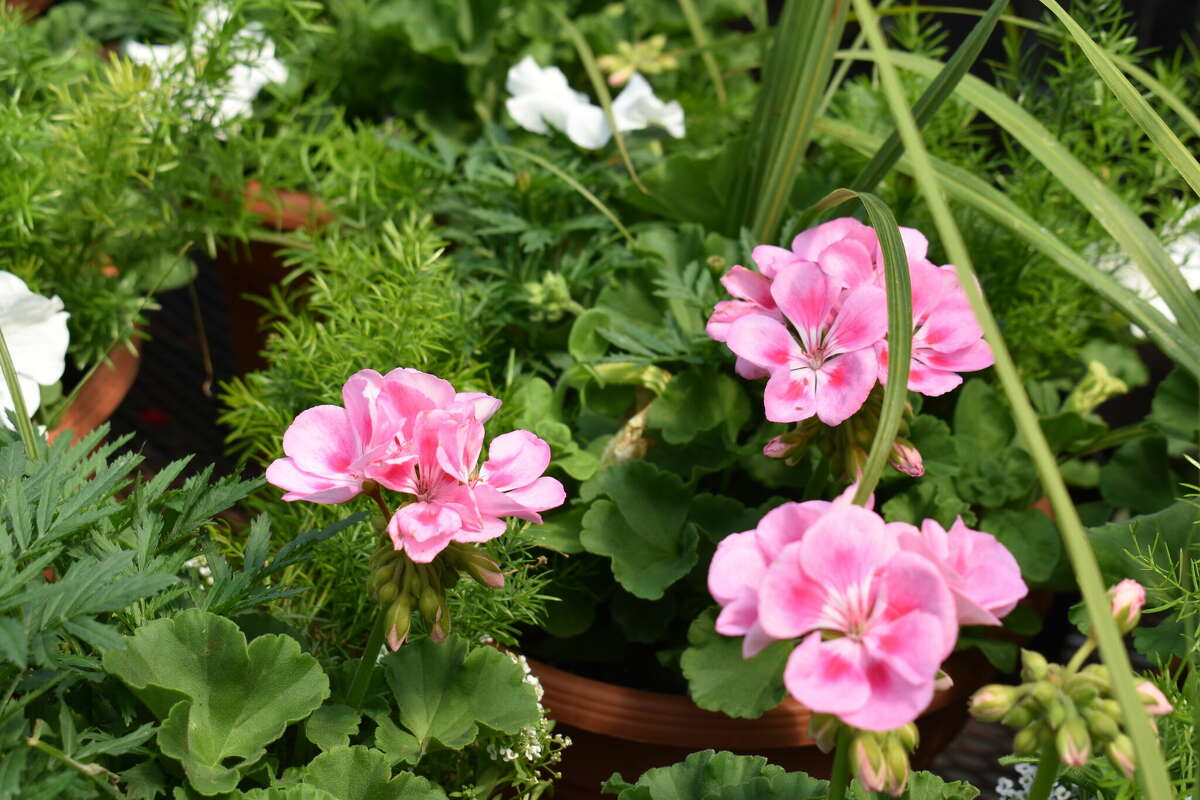 Businesses are getting ready for shoppers ahead of Mother’s Day weekend including Shores Nursery in Evart.