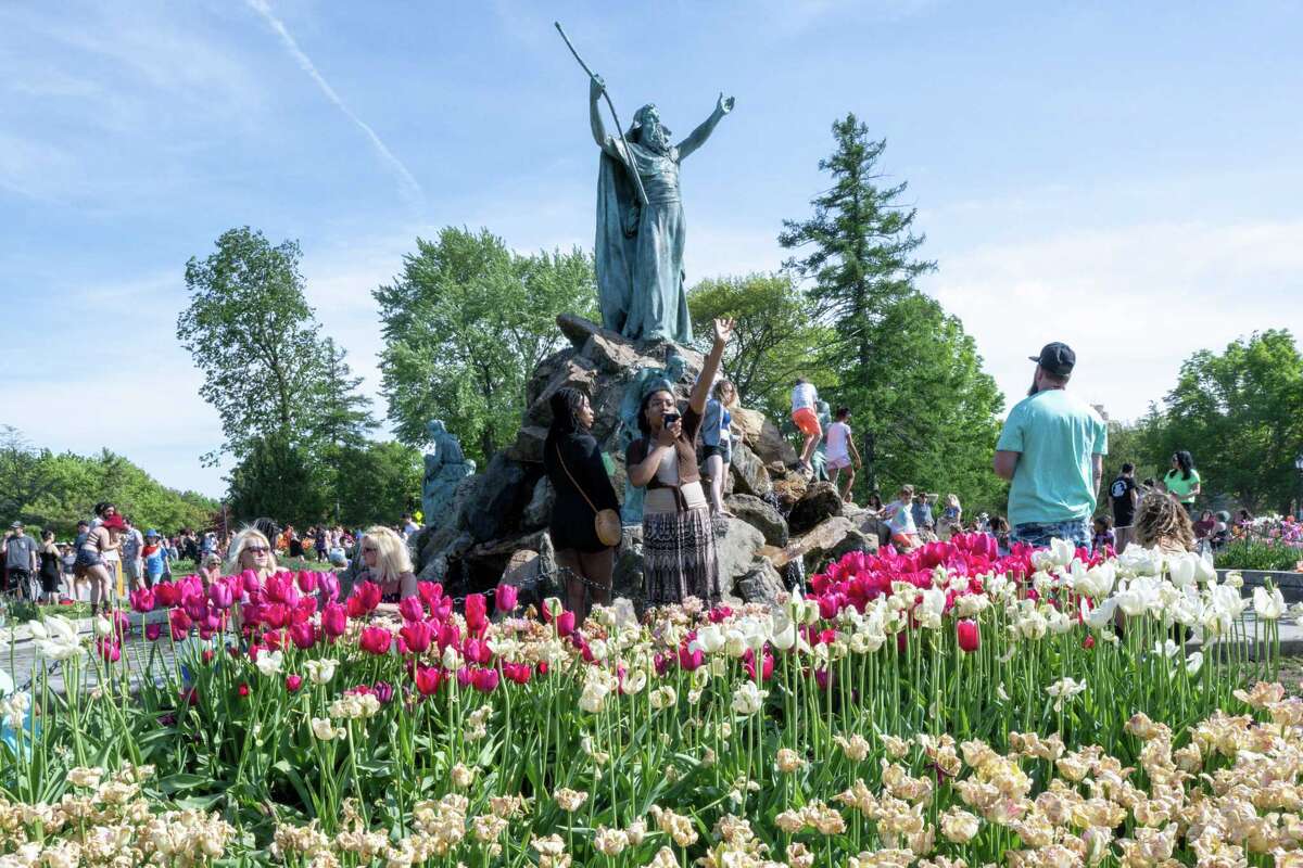 Extraordinary Tulip Festival Albany Ny 2023 Images