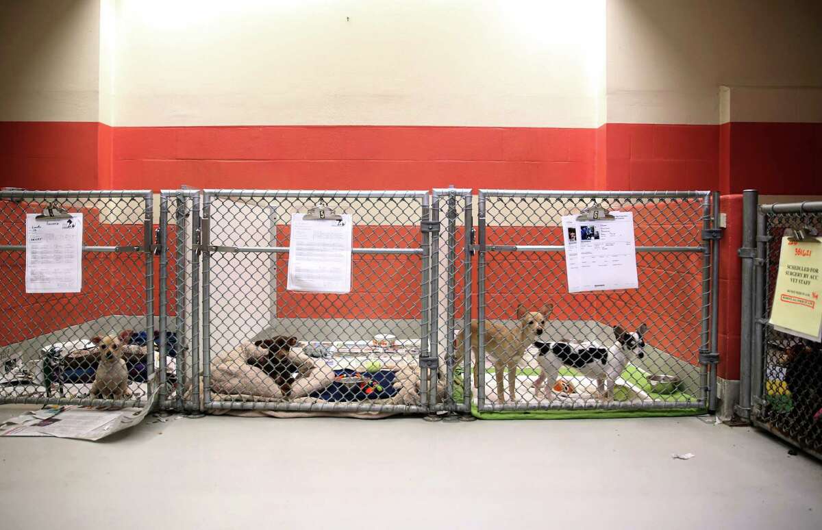 小型犬浏览他们的庇护所在旧金山2015年动物收容所。一个骗局关注失去宠物的主人,保护说。