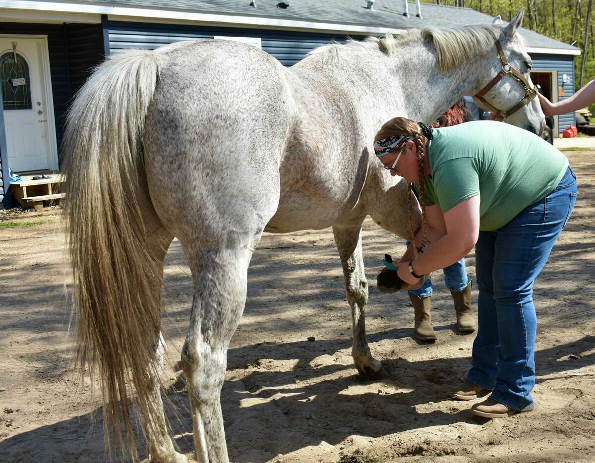 West Michigan farrier Jess Mackenzie helps animals across region