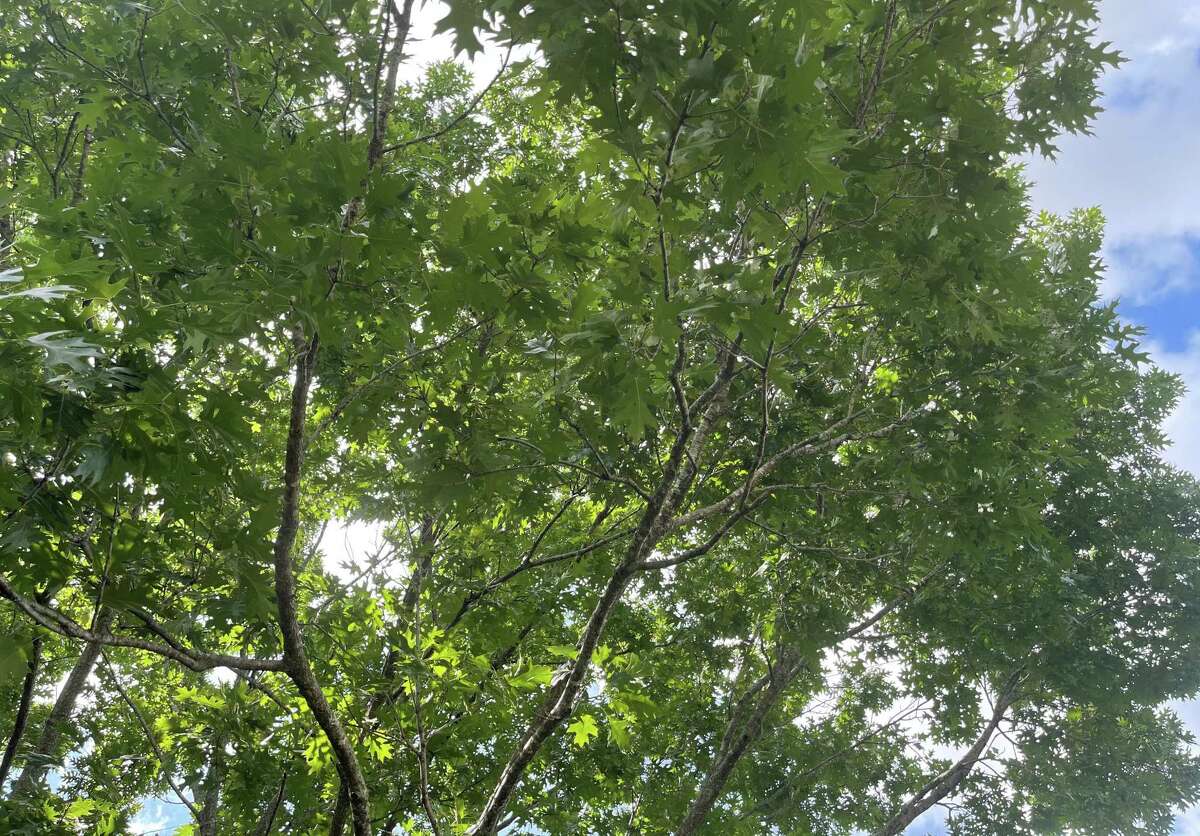 Here are 7 trees that are best for Texas yards