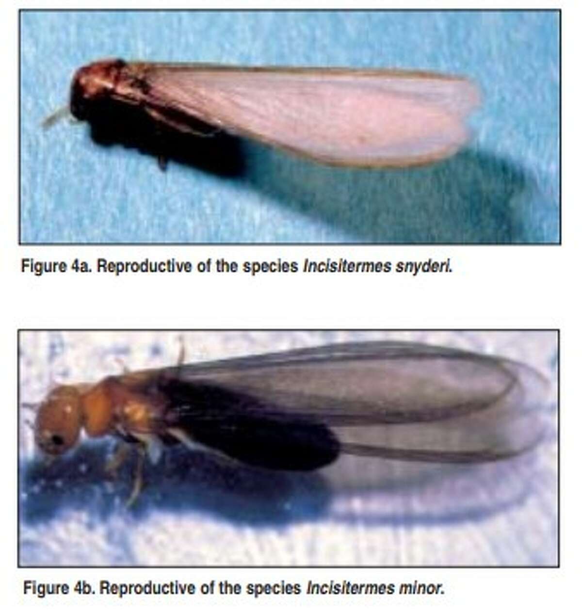 How do I know if I have termites? What they look like and treatment